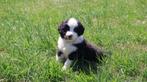 Bijzonder mooie en lieve puppy's, Dieren en Toebehoren, Honden | Niet-rashonden, Rabiës (hondsdolheid), 8 tot 15 weken, Meerdere