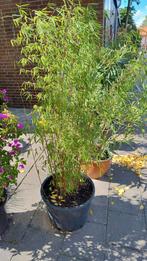 Bamboe Fargesia Sp. Jiuzhaigou in 40 cm pot, Tuin en Terras, Planten | Struiken en Hagen, Ophalen, Bamboe