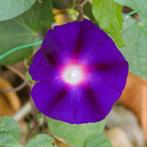 Zaden klimmende winde paars (Ipomoea purpurea), Ophalen of Verzenden, Voorjaar, Volle zon, Zaad