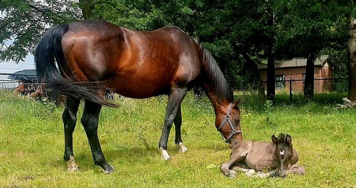 Elite fokmerrie van Johnson te koop, zeer mooie merrie, Dieren en Toebehoren, Paarden en Pony's | Dekhengsten en Fokmerries, Merrie