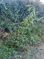 Vlinderstruik te koop, Volle zon, Vaste plant, Zomer, Ophalen