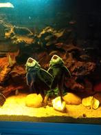 Grote algeneters Hypostomus plecostomus, Dieren en Toebehoren, Vis, Zoetwatervis