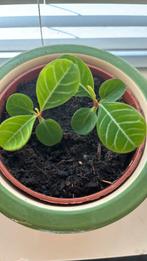 Madagascar jewel 2 stuks, Huis en Inrichting, Kamerplanten, Ophalen, Halfschaduw, Minder dan 100 cm