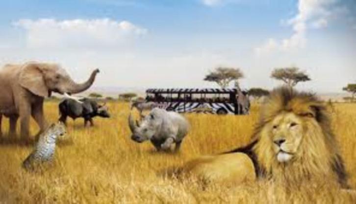 Beekse Bergen 30% korting per persoon, Tickets en Kaartjes, Recreatie | Dierentuinen, Drie personen of meer, Kortingskaart