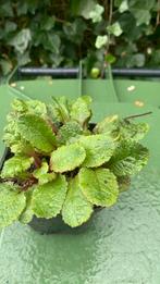 Primula, Tuin en Terras, Halfschaduw, Vaste plant, Ophalen of Verzenden, Lente