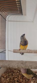 Leuk koppel goulds, Dieren en Toebehoren, Vogels | Overige Vogels, Meerdere dieren