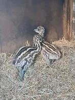 Emoe kuikens, Meerdere dieren, Kip