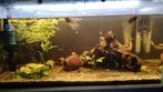 Aquarium/vissen te koop, Ophalen, Zo goed als nieuw