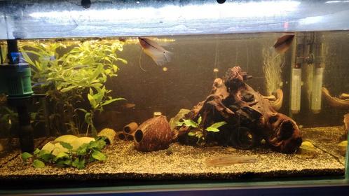 Aquarium/vissen te koop, Dieren en Toebehoren, Vissen | Aquaria en Toebehoren, Zo goed als nieuw, Ophalen