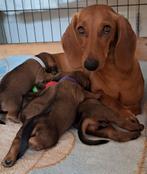 Kortharige bruine dwerg teckel pup pups, Dieren en Toebehoren, Korthaar, Dwerg, Meerdere, Meerdere dieren