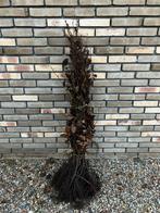 Bladhoudende groene beukenhaag (Fagus Sylvatica) mt 100/125, Tuin en Terras, Planten | Struiken en Hagen, Ophalen of Verzenden
