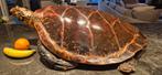 XL 93CM ! Antieke Schildpad ca 1880 taxidermie schedel, Ophalen of Verzenden