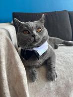 Britse korthaar Dekkater/dekkatering, Kater, Ontwormd, 0 tot 2 jaar