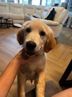 Golden Retriever, Dieren en Toebehoren, Golden retriever, België, Particulier, Rabiës (hondsdolheid)