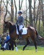 Meerdere ponies, Dieren en Toebehoren, Pony's, Gechipt, Dressuurpony, A pony (tot 1.17m), L