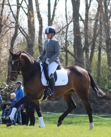 Meerdere ponies beschikbaar voor biedingen