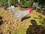 Amrock broedeieren grote soort., Dieren en Toebehoren, Pluimvee