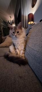Maincoon kitten nog één beschikbaar, Dieren en Toebehoren, Katten en Kittens | Raskatten | Langhaar, Poes, Gechipt
