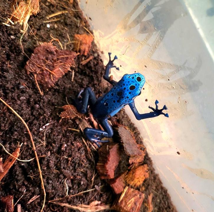 Dendrobates Azureus