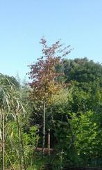 Perzisch IJzerhout (Parrotia Persica) - Amsterdam Noord, Ophalen, Volle zon, Overige soorten, 400 cm of meer