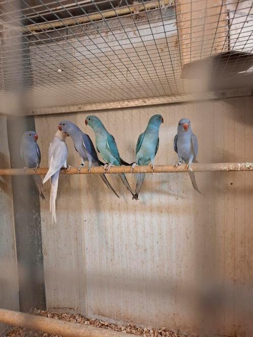 Halsband parkieten in diverse kleuren, Dieren en Toebehoren, Vogels | Parkieten en Papegaaien, Parkiet, Meerdere dieren, Geringd