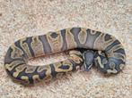 Python regius ghi hypo het pied man, Dieren en Toebehoren, Reptielen en Amfibieën, Slang, 0 tot 2 jaar