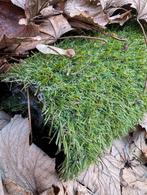 Gratis kunstgras met onderdoek - 2x3/4 meter, Ophalen, Gebruikt, Minder dan 10 m²