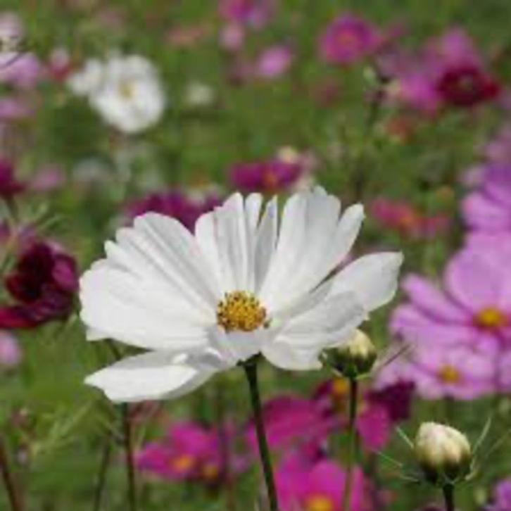 Biologische Bloemzaden Cosmea Cosmos Bloem Zaad Bloemzaad, Tuin en Terras, Bloembollen en Zaden, Zaad, Voorjaar, Volle zon, Ophalen