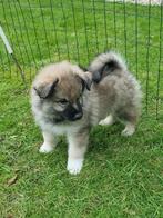 Wolfsgrauwe keeshond puppy's pups, Dieren en Toebehoren, Keeshond, 8 tot 15 weken, CDV (hondenziekte), Meerdere