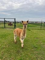 Alpaca hengst, Dieren en Toebehoren, Mei, Mannelijk