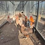 Wyandotte kriel henen gesekst kuikens, Geslacht onbekend, Kip