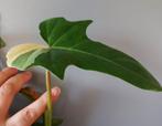 Philodendron Golden Dragon variegata, Huis en Inrichting, Ophalen of Verzenden, Halfschaduw, Minder dan 100 cm