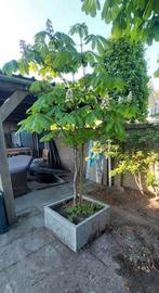 Kastanjeboom ca. 2,5m hoog, Tuin en Terras, Planten | Bomen, Ophalen, Volle zon, Overige soorten, 100 tot 250 cm