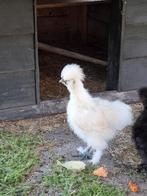 Jonge usa zijdehoen haan, Dieren en Toebehoren, Mannelijk, Kip