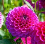 Dahlia Sandra bio, Tuin en Terras, Ophalen, Voorjaar, Volle zon, Knol