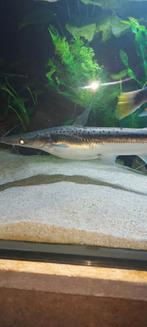 Lima shovel nose 30 a 35 cm, Vis