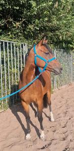 Stroere E pony te koop, Dieren en Toebehoren, Pony's, Springpony, Zadelmak, 3 tot 6 jaar, Gechipt