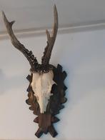 Gewei Reebok 2, Ophalen of Verzenden, Zo goed als nieuw, Hert, Gewei of Kop