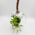 Grote glazen hangbol | Glazen plantenhanger met dik touw, Ophalen of Verzenden, Huis en Inrichting