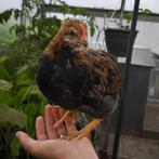 Welsumer groot haantje van 10 april, Mannelijk, Kip