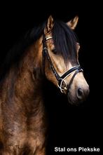 Prachtige stoer valk ruin, Dieren en Toebehoren, Pony's, Gechipt, Ruin, 3 tot 6 jaar, L