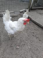 Witte Leghorn Kippen, Dieren en Toebehoren, Pluimvee, Meerdere dieren, Kip