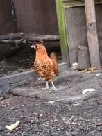 Gratis hanen, Dieren en Toebehoren, Pluimvee, Mannelijk, Kip
