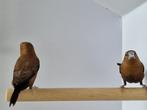 Zilverbekjes | Veel keuze tropische vogels, goed advies