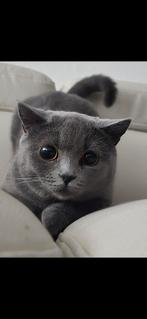 Britse korthaar, Eén persoon, Cadeaubon