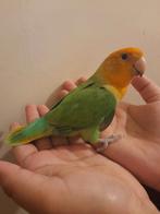 Jonge handtamme dwergpapegaai., Dieren en Toebehoren, Vogels | Parkieten en Papegaaien, Geslacht onbekend, Dwergpapegaai of Agapornis