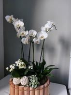 Orchidee met Kalanchoe blossfeldiana, Huis en Inrichting, Binnen, Zo goed als nieuw, Ophalen