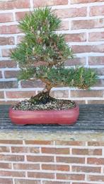 Bonsai Pinus thunbergii Shohin, Tuin en Terras, Planten | Bomen, Bloeit niet, Overige soorten, Minder dan 100 cm, Ophalen