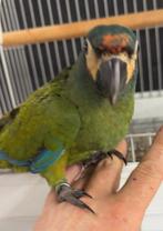 Tamme baby Ara Maracana met DNA en getest op alle ziektes me, Dieren en Toebehoren, Vogels | Parkieten en Papegaaien, Meerdere dieren
