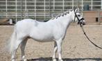 Super lieve kinderpony, Dieren en Toebehoren, Pony's, B, Ruin, Gechipt, 7 tot 10 jaar